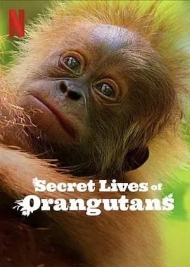 红毛猩猩的秘密生活 Secret Lives of Orangutans (2024)封面